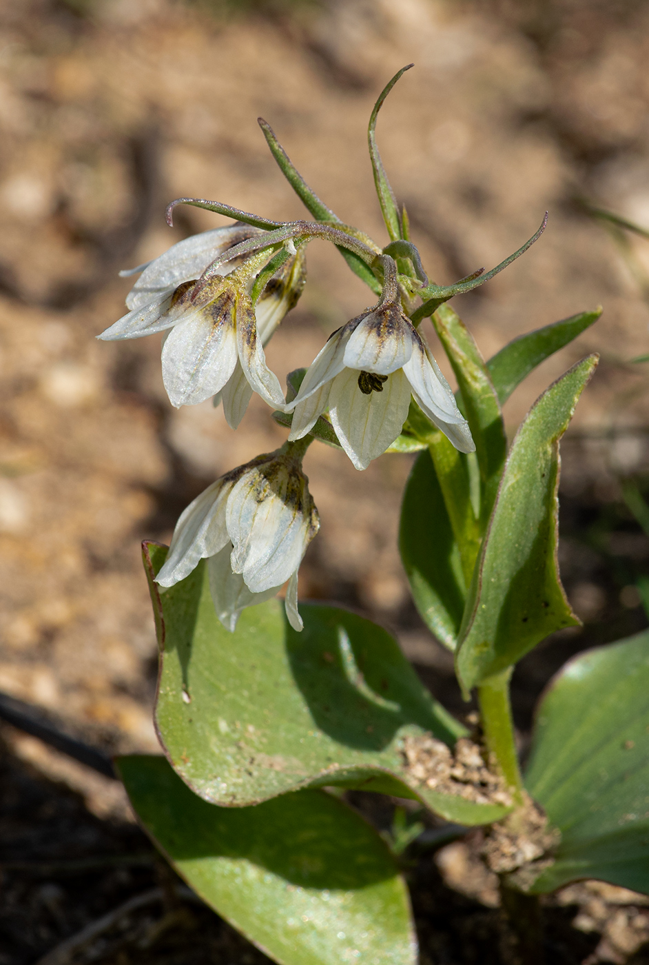 Изображение особи Rhinopetalum bucharicum.