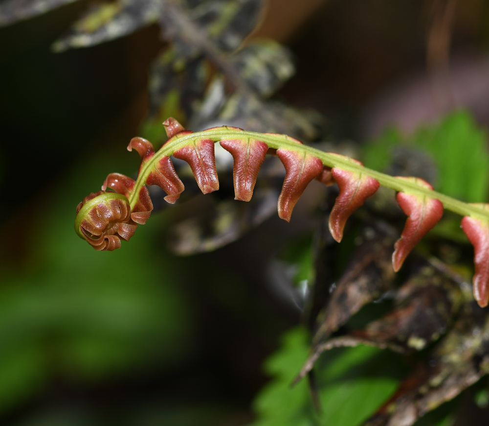 Изображение особи семейство Polypodiaceae.