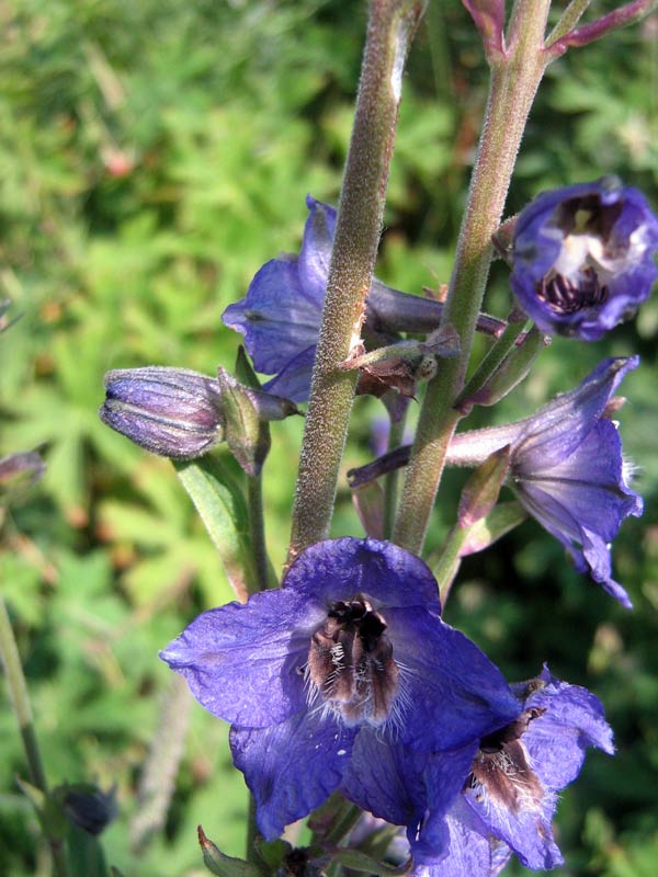 Image of Delphinium iliense specimen.