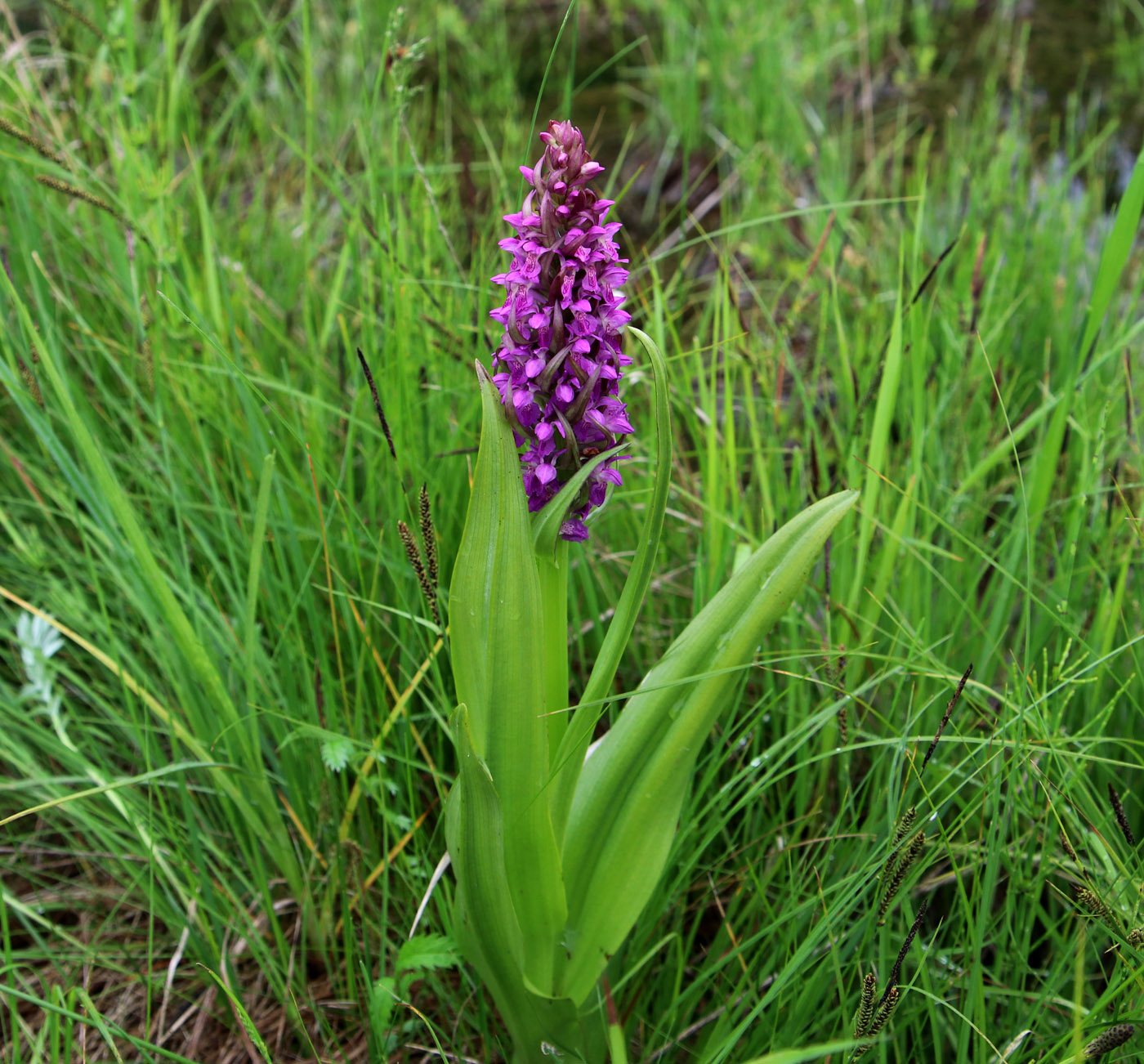 Image of Dactylorhiza incarnata specimen.