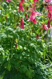 Aquilegia flabellata
