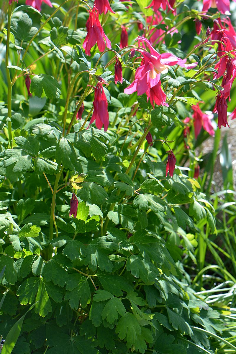 Изображение особи Aquilegia flabellata.