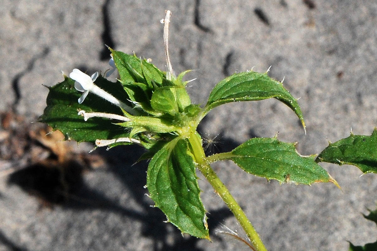 Изображение особи Chamaesphacos ilicifolius.