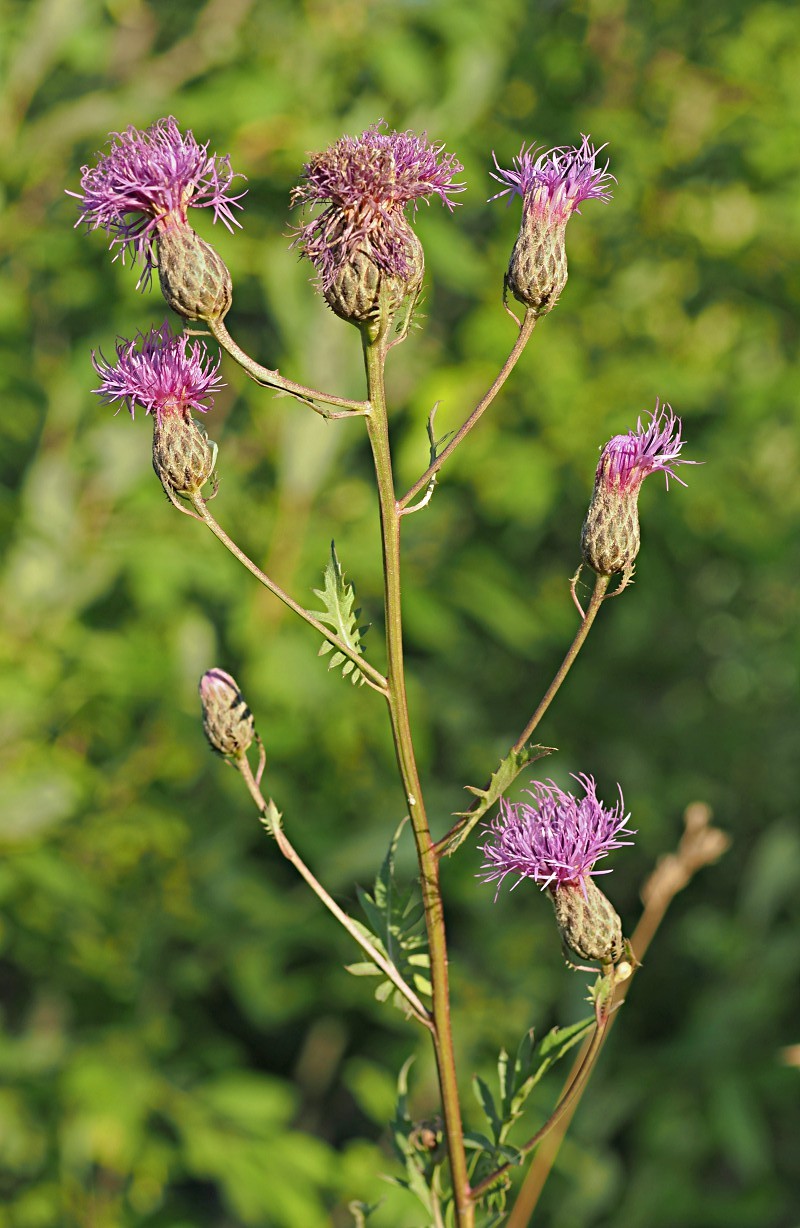 Image of Serratula coronata specimen.