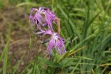 Dianthus superbus. Цветки с мухой. Республика Алтай, Усть-Коксинский р-н, с. Замульта, луг. 31.07.2020.