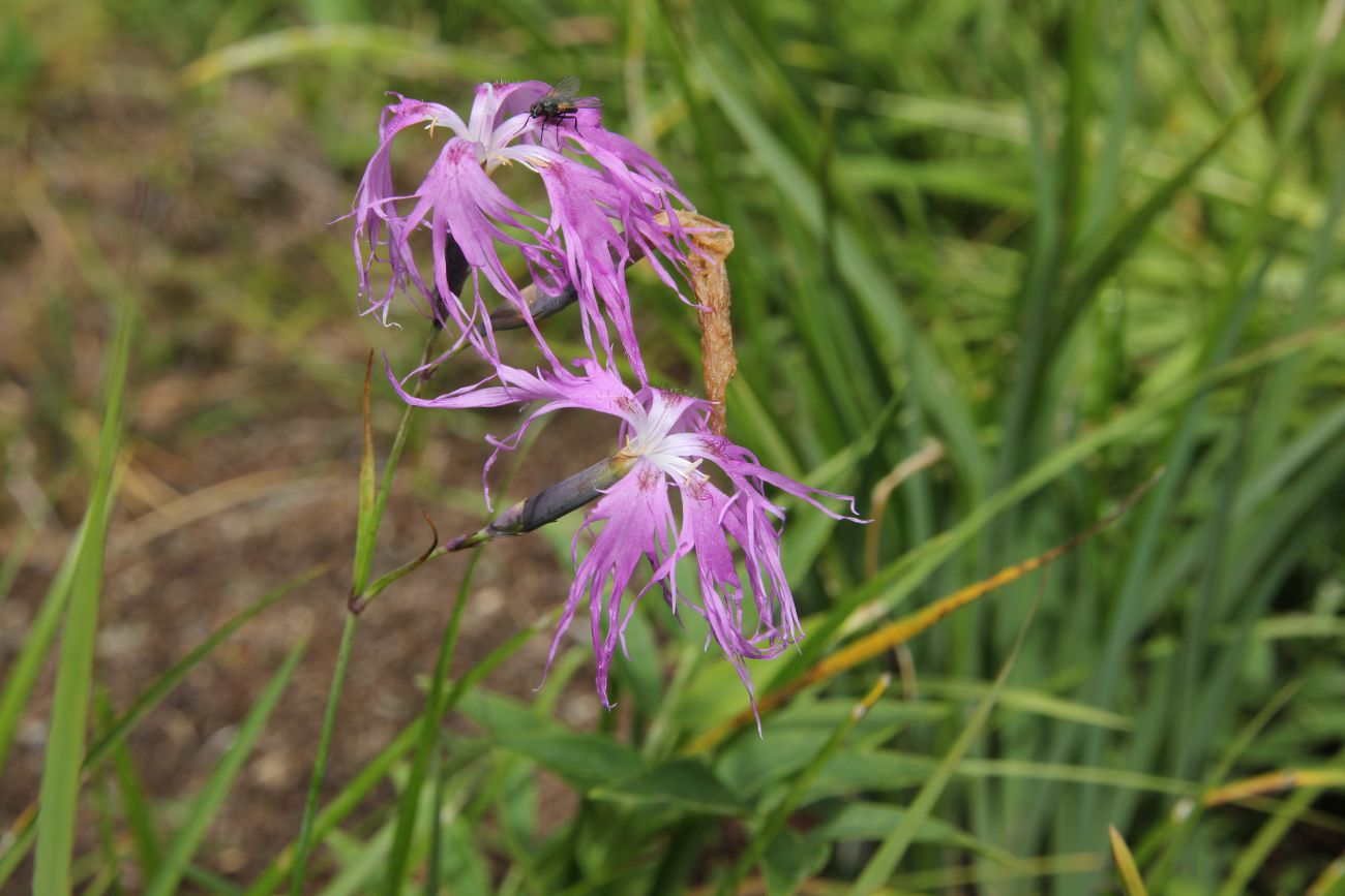 Image of Dianthus superbus specimen.