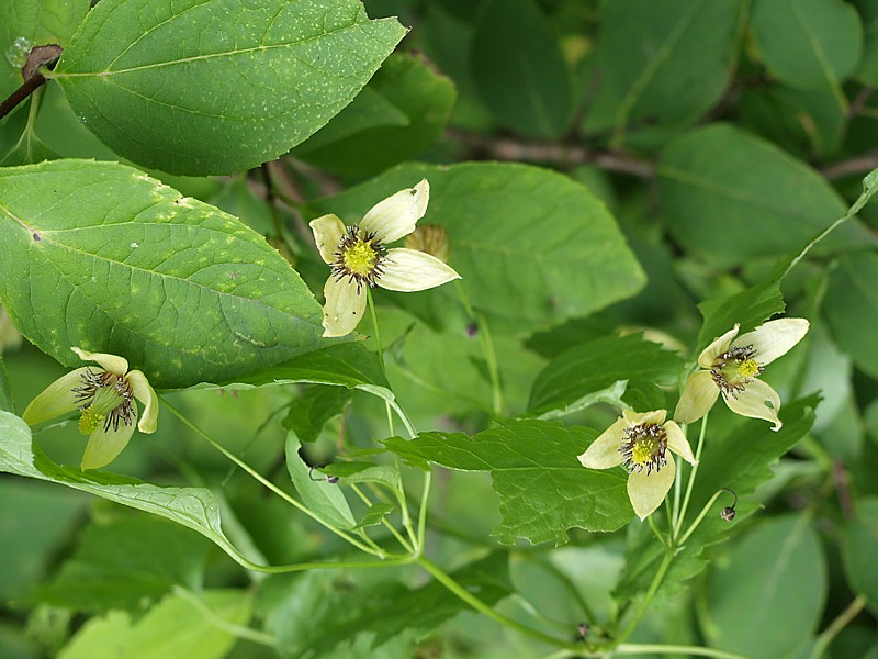 Image of Clematis serratifolia specimen.