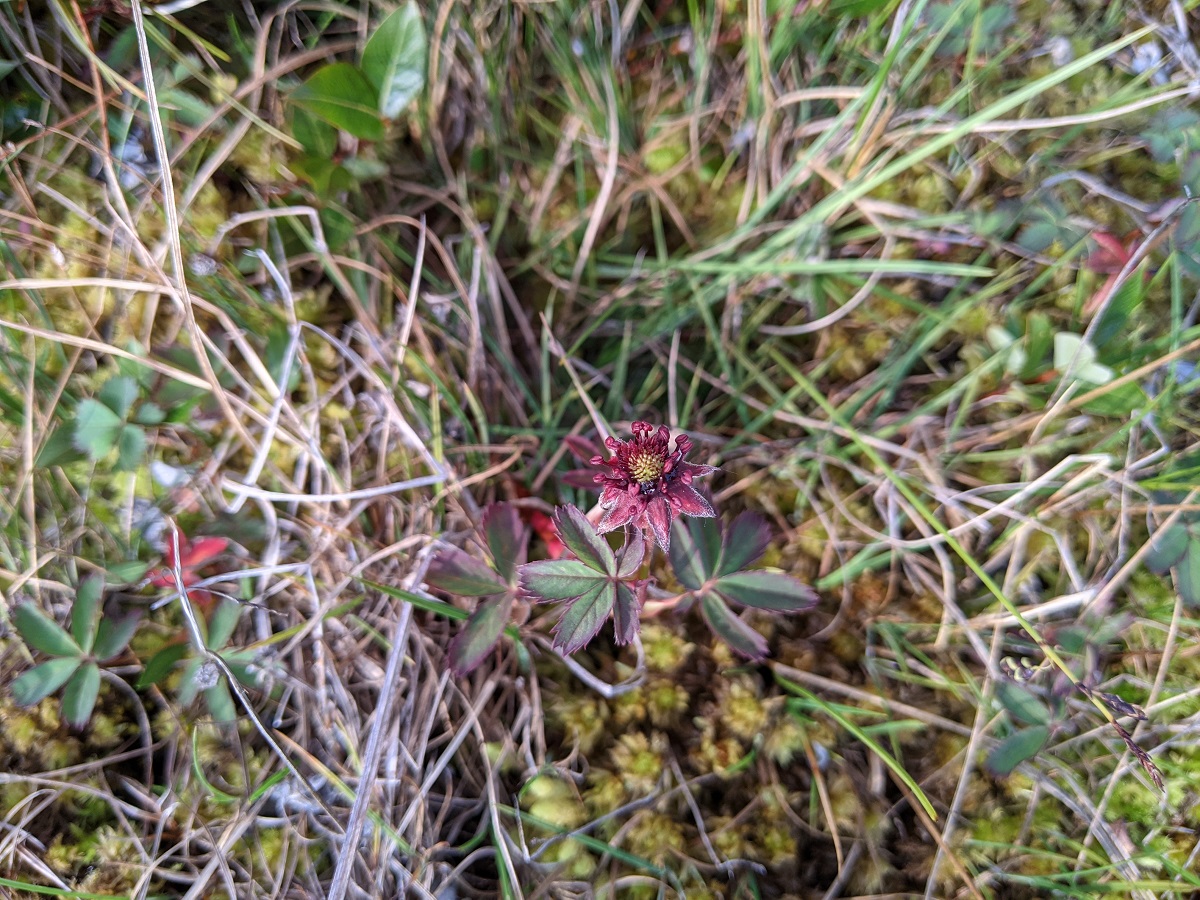 Image of Comarum palustre specimen.