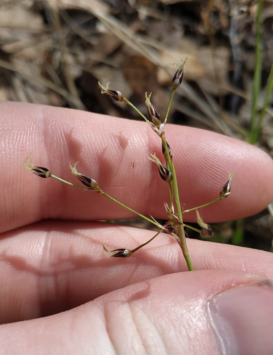 Image of Luzula pilosa specimen.