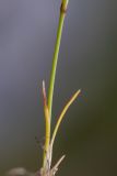Eremogone lychnidea