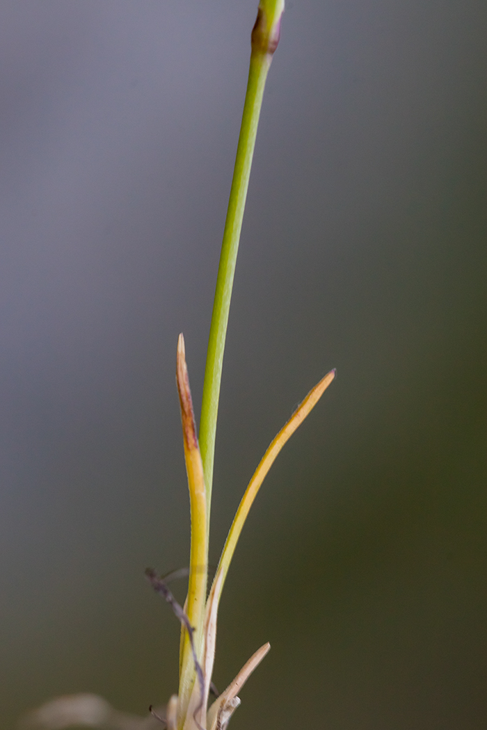 Image of Eremogone lychnidea specimen.