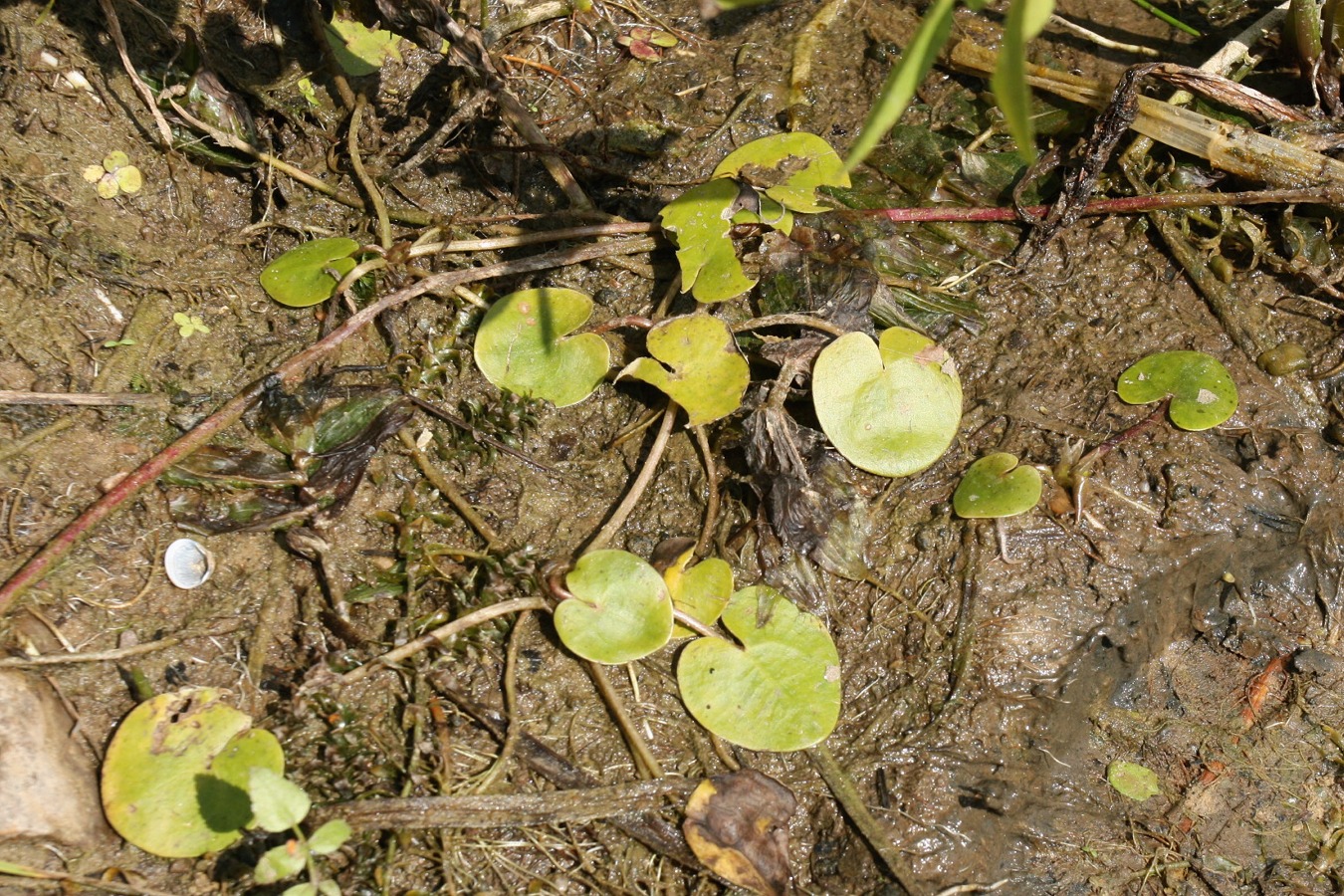 Изображение особи Hydrocharis morsus-ranae.