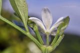 Clematis hexapetala