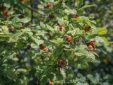 Rosa corymbifera