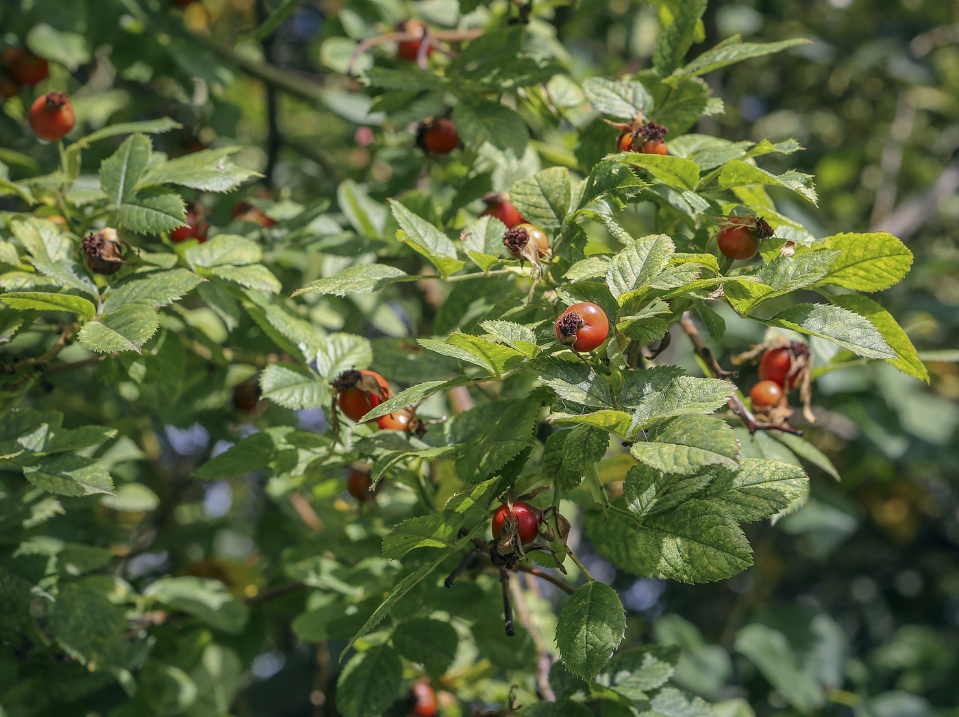 Изображение особи Rosa corymbifera.