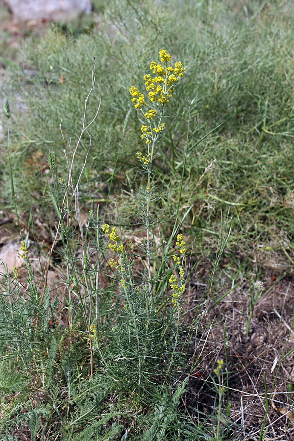 Изображение особи Galium verum.