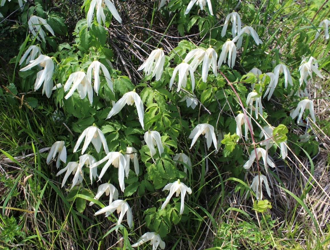 Изображение особи Atragene sibirica.