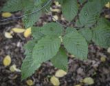 Carpinus betulus