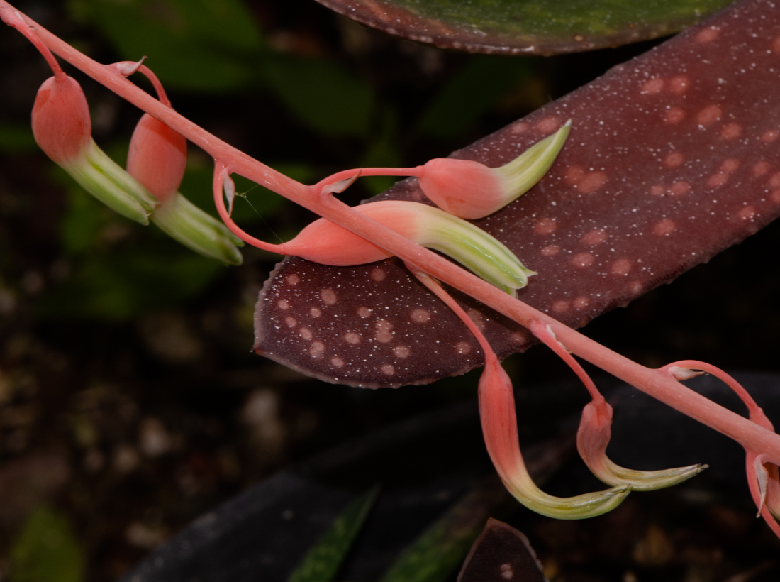 Изображение особи Gasteria obliqua.