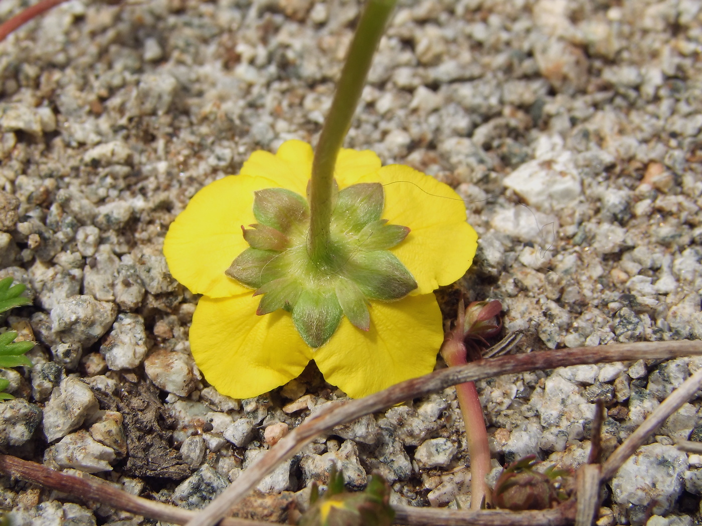 Image of Potentilla anserina specimen.