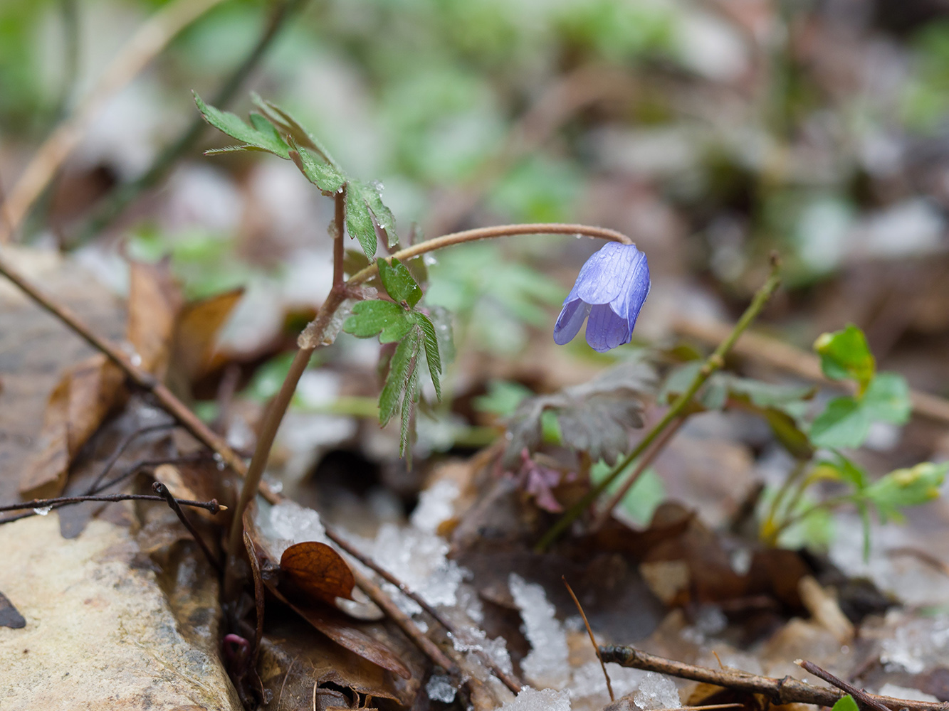 Изображение особи Anemone banketovii.