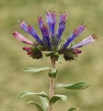 Moltkia caerulea