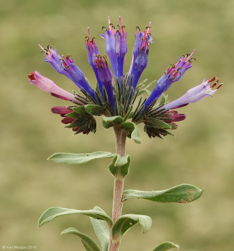 Изображение особи Moltkia caerulea.