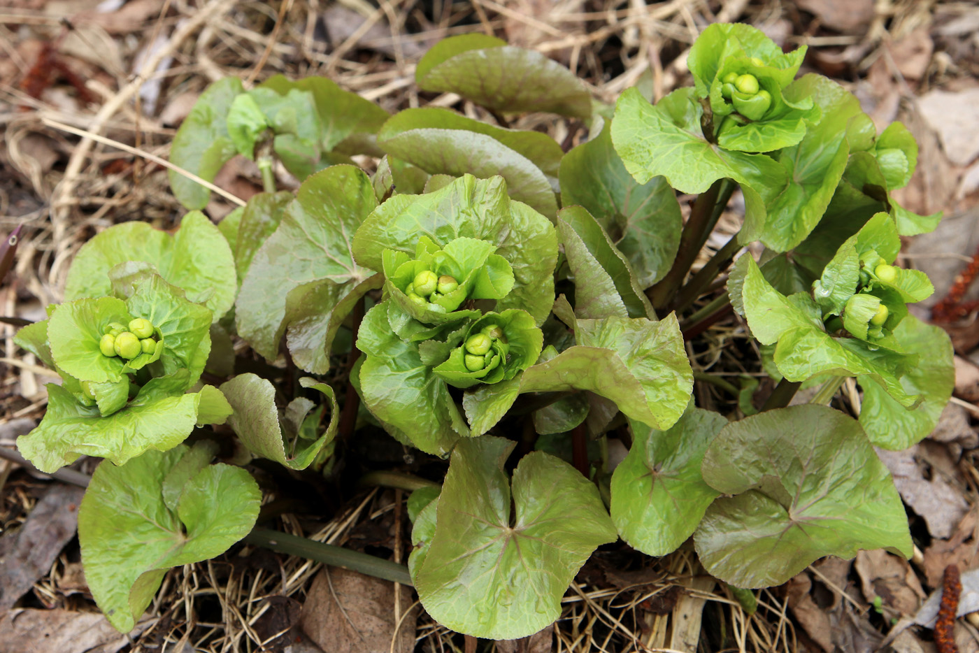 Изображение особи Caltha palustris.