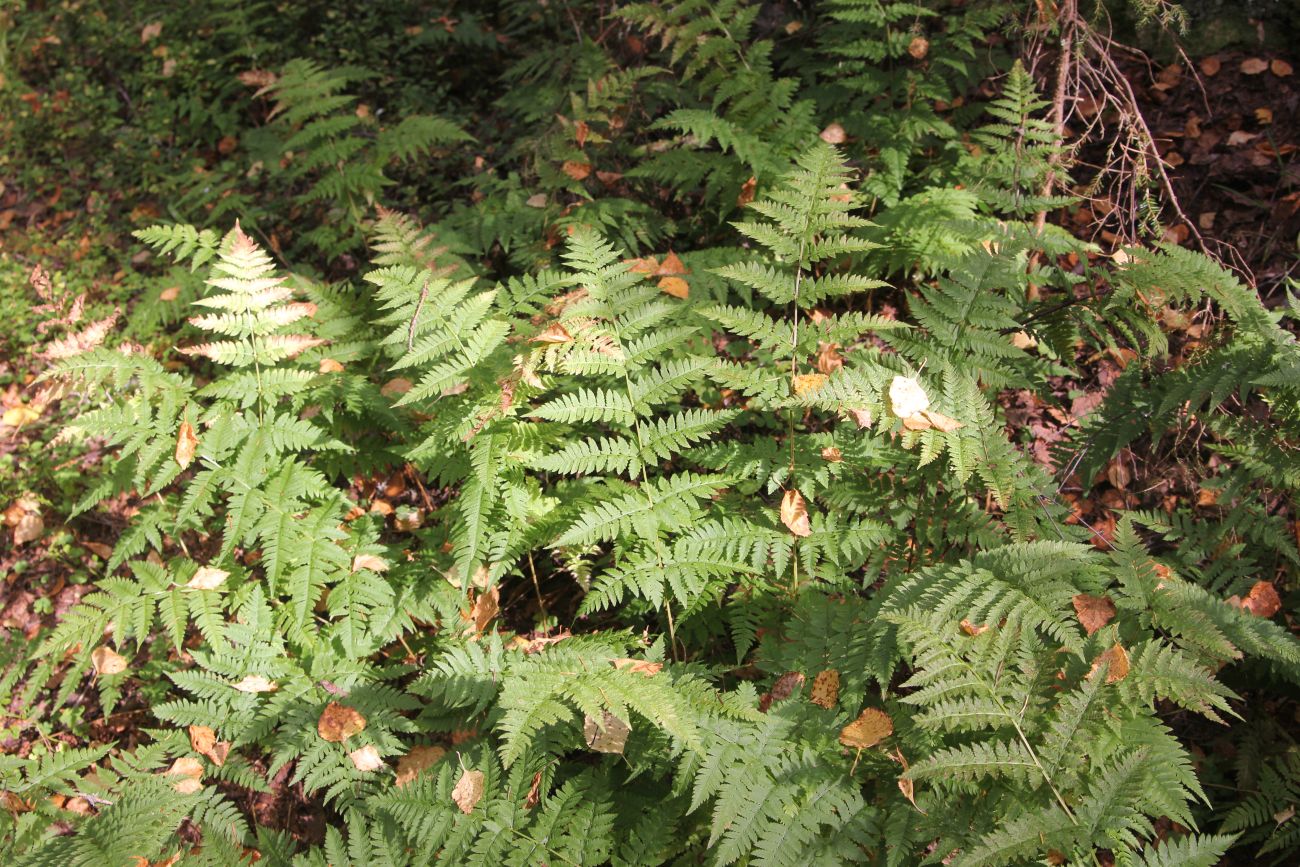 Изображение особи Dryopteris carthusiana.