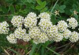 Spiraea crenata