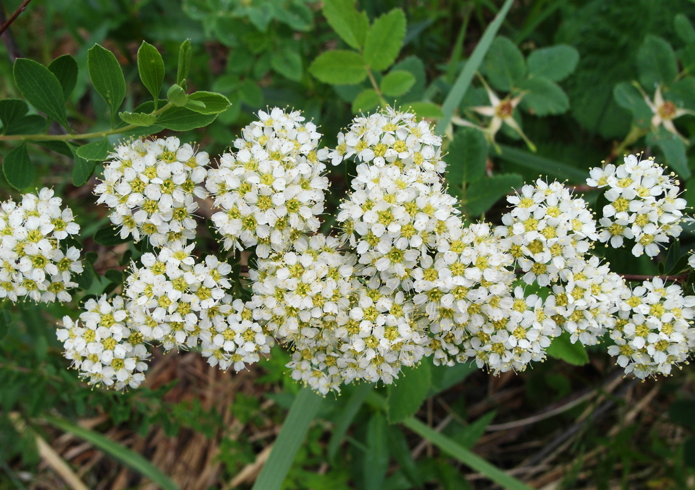 Image of Spiraea crenata specimen.