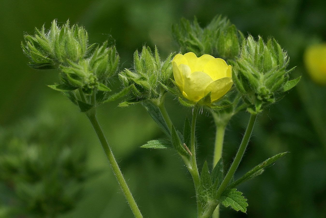 Image of Potentilla recta specimen.