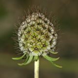 Scabiosa sosnowskyi. Соплодие. Республика Абхазия, г. Сухум. 22.08.2009.