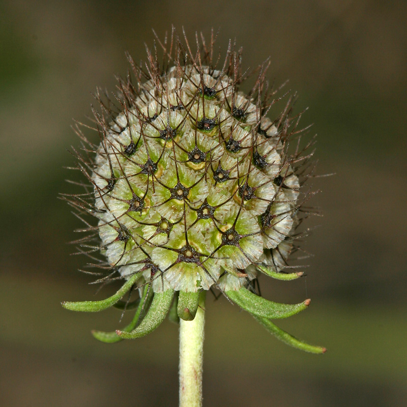 Изображение особи Scabiosa sosnowskyi.