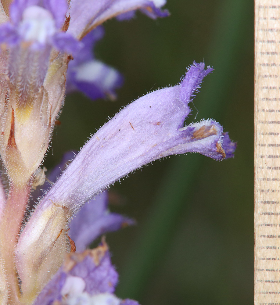 Image of Phelipanche nana specimen.