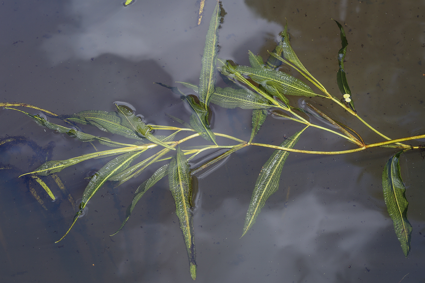 Image of Potamogeton lucens specimen.