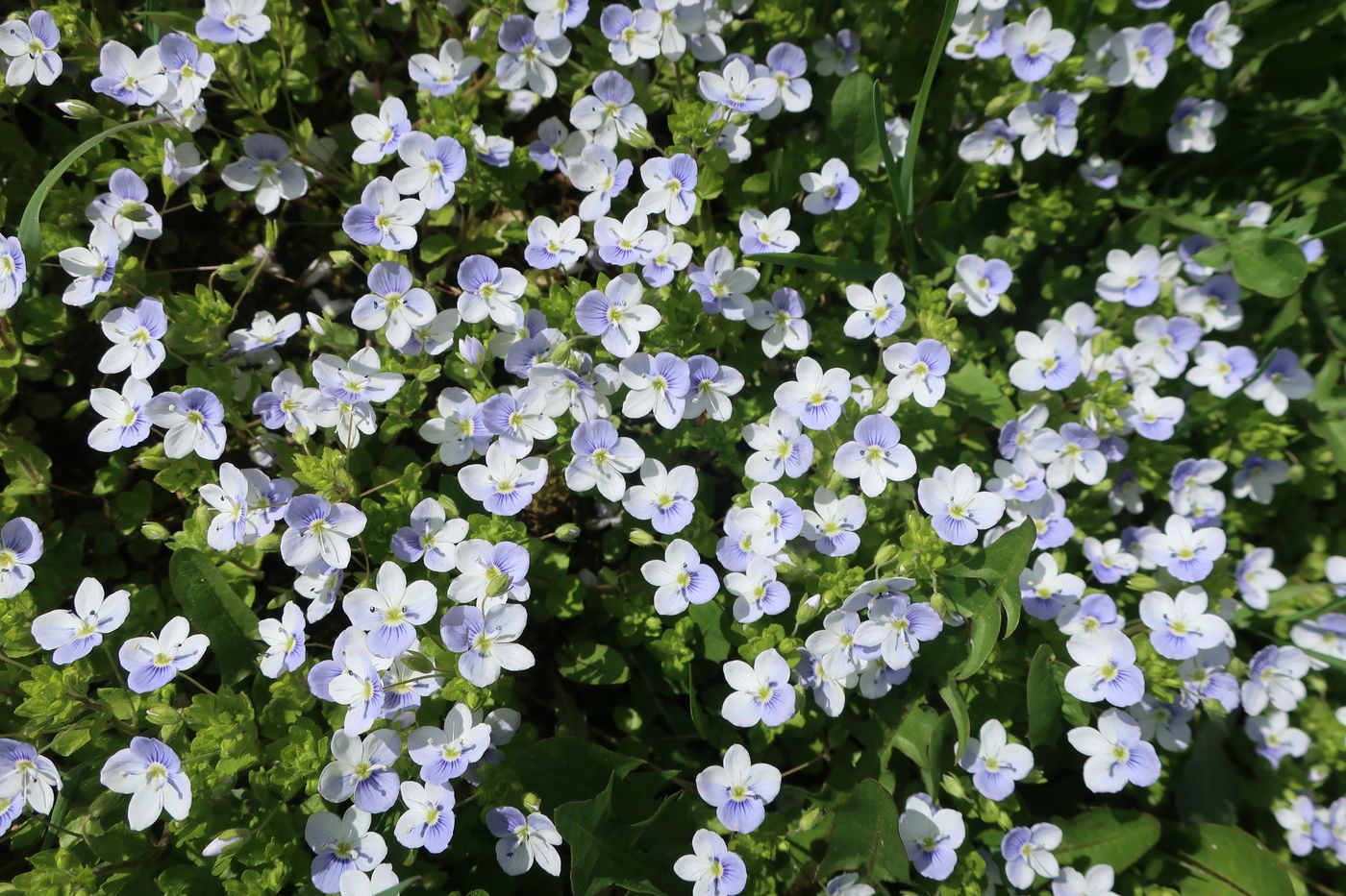 Image of Veronica filiformis specimen.