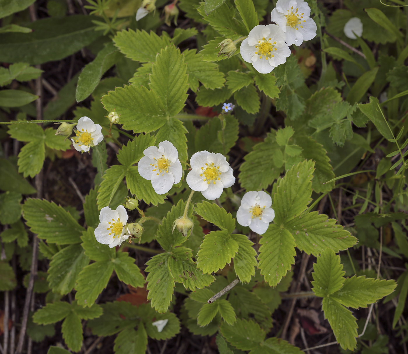 Image of Fragaria viridis specimen.