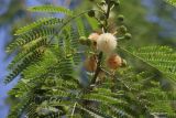 Leucaena leucocephala. Часть ветви с соцветиями. Турция, г. Анталья, в городском озеленении. 22.08.2022.
