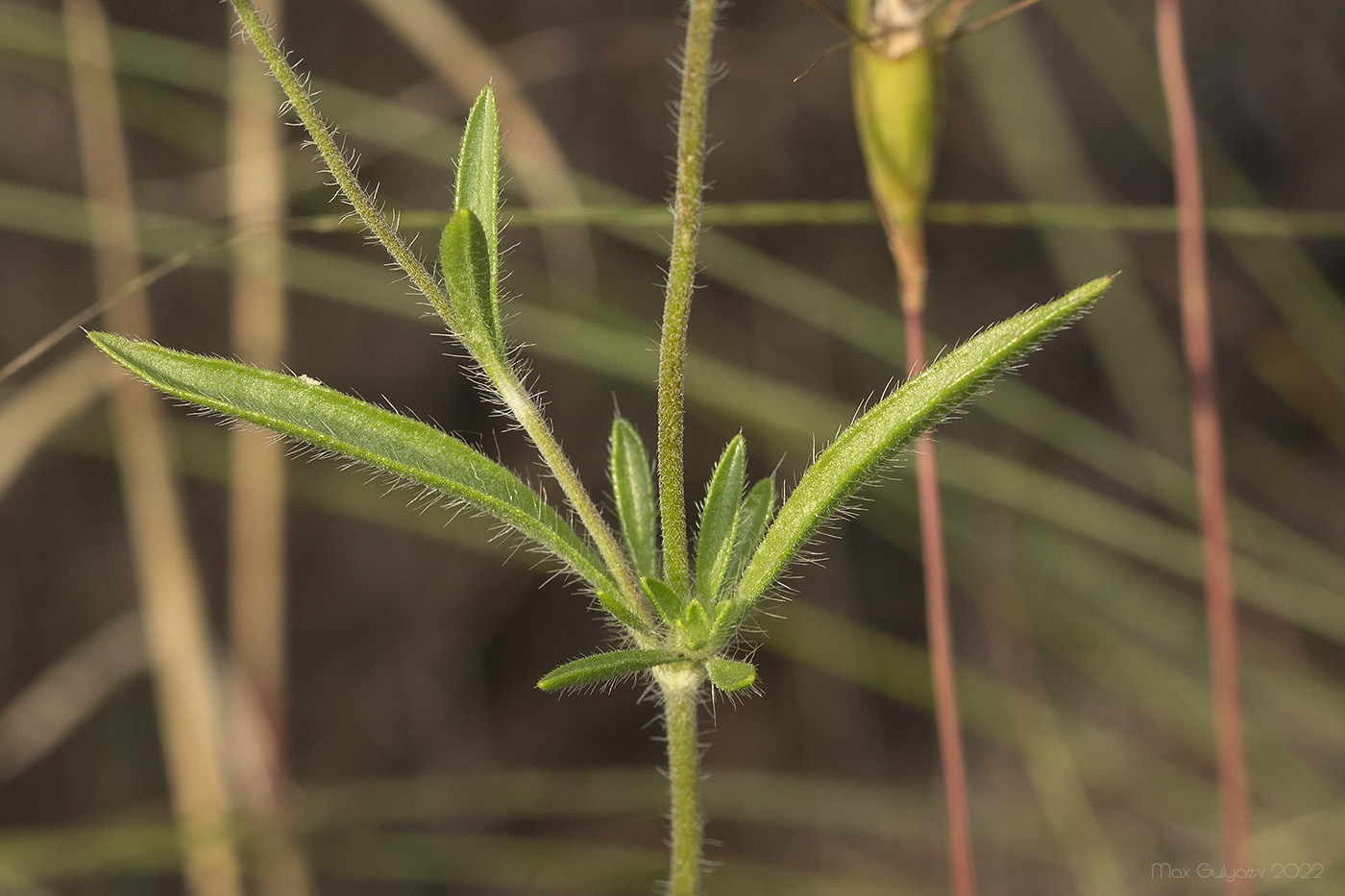 Image of Lomelosia micrantha specimen.