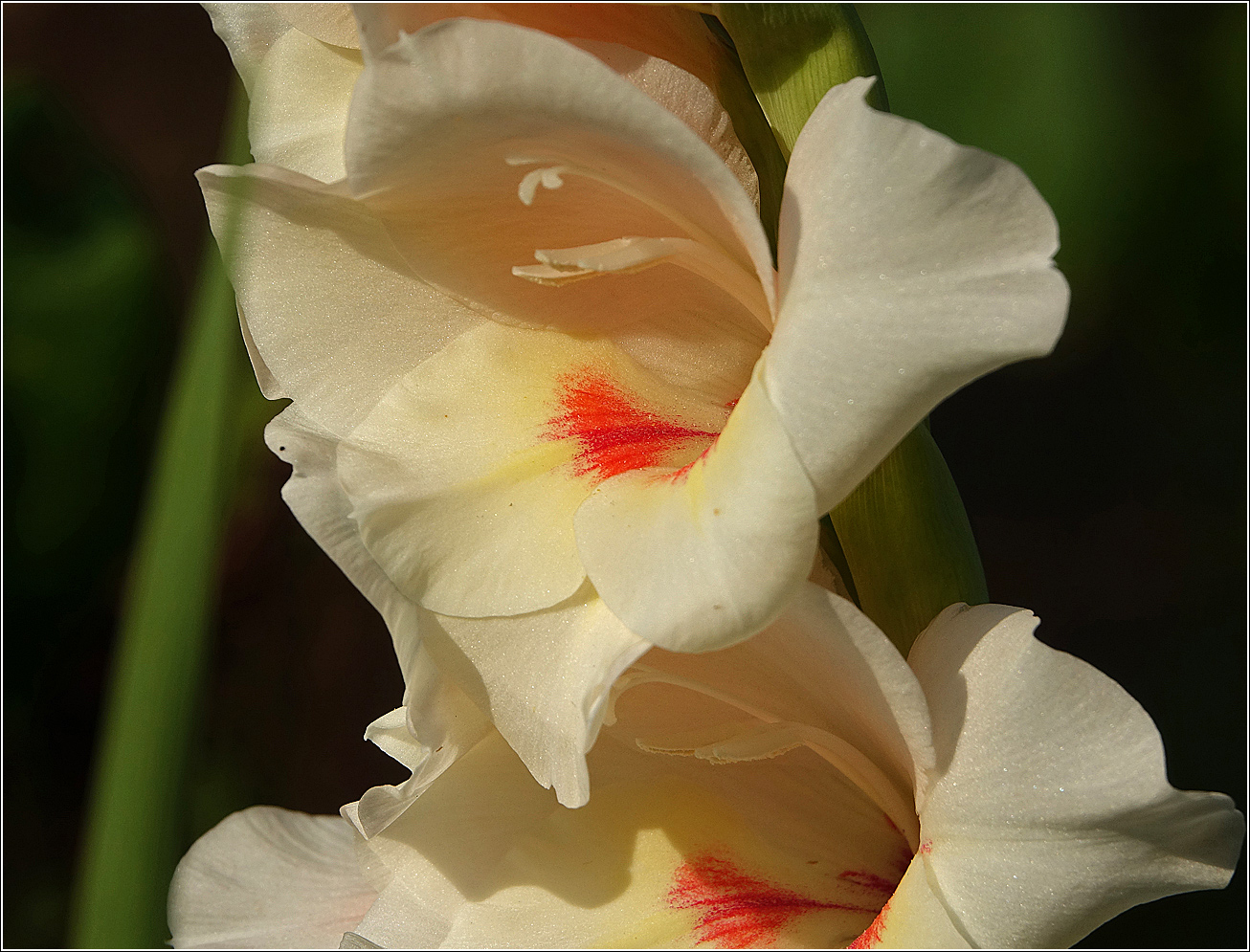 Image of Gladiolus &times; gandavensis specimen.