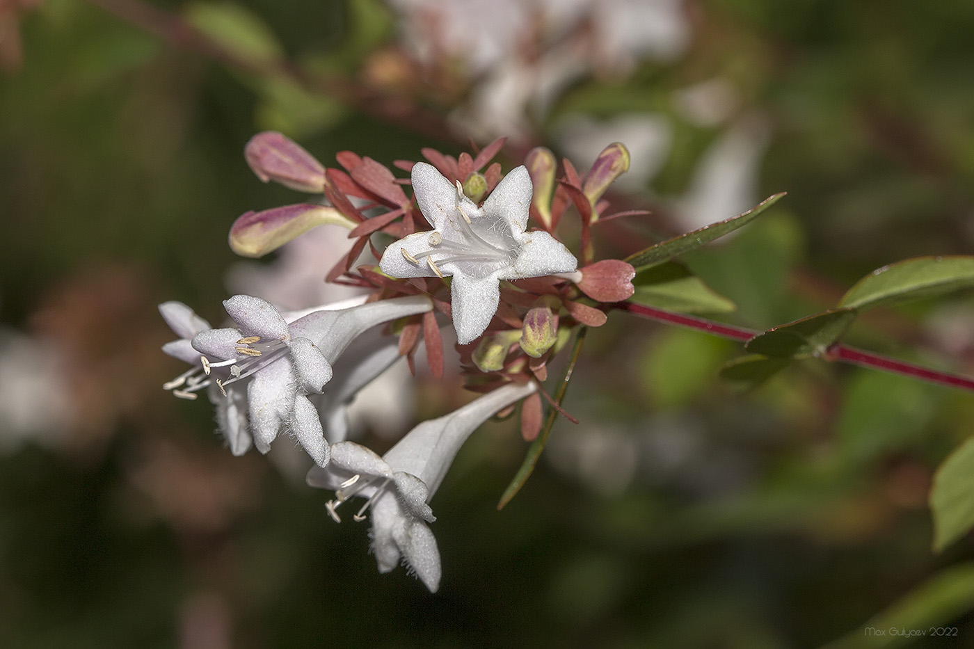 Изображение особи Abelia &times; grandiflora.