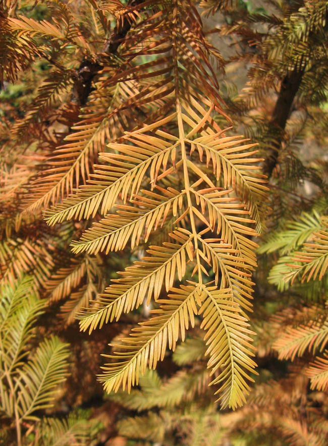 Изображение особи Metasequoia glyptostroboides.