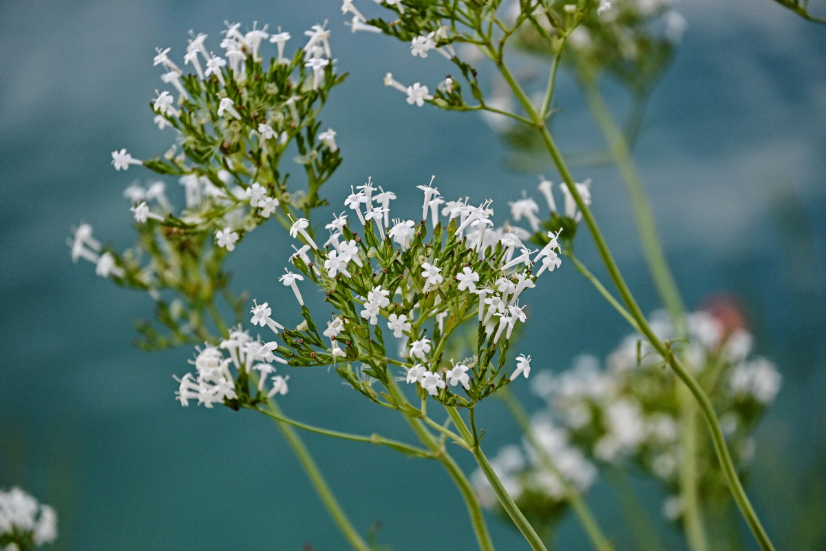 Image of Valeriana cardamines specimen.