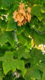 Firmiana simplex. Соплодие и листья. Крым, Южный Берег, г. Алушта, центр. 25.10.2022.
