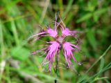 Dianthus superbus