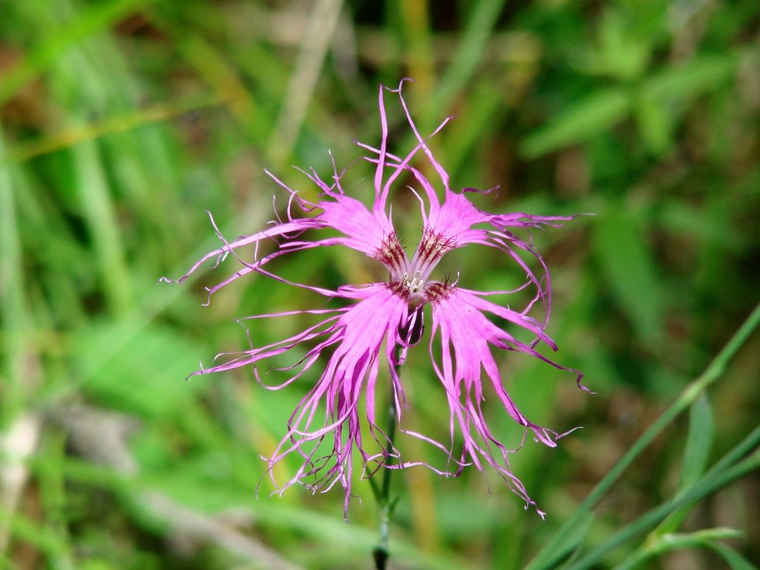 Изображение особи Dianthus superbus.