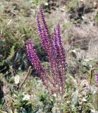 Salvia tesquicola