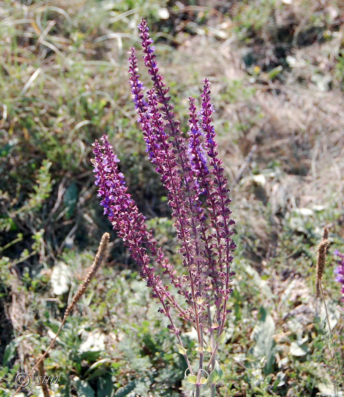 Image of Salvia tesquicola specimen.