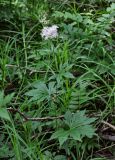 Filipendula palmata